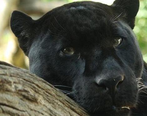 Animals Unique: Panther