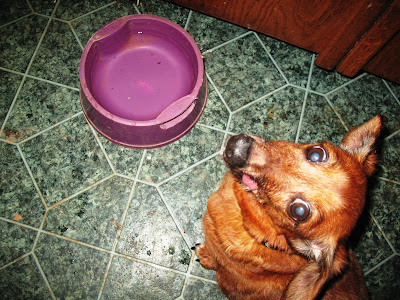 dachshund begging for food