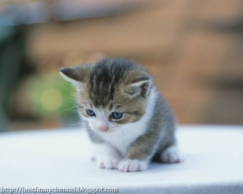 Sweet Little Kitten