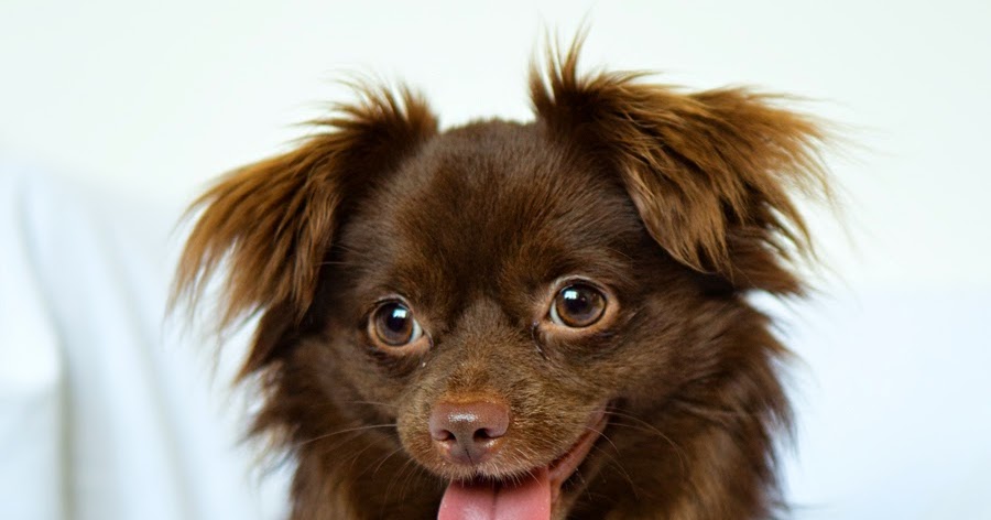 chihuahua teddy bear mix
