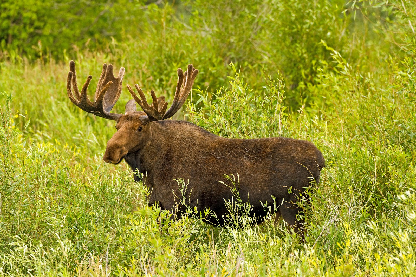 Average+Weight+Of+Bull+Moose bull moose the north american moose is the largest species