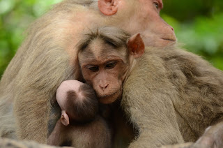 l’abbraccio protettivo dei macachi nel tamilnadu the protective embrace of macaques in tamilnadu