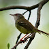 Download Suara kicau burung ciblek mp3 thumbnail