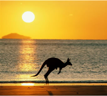 129_australia_kangaroo.jpg