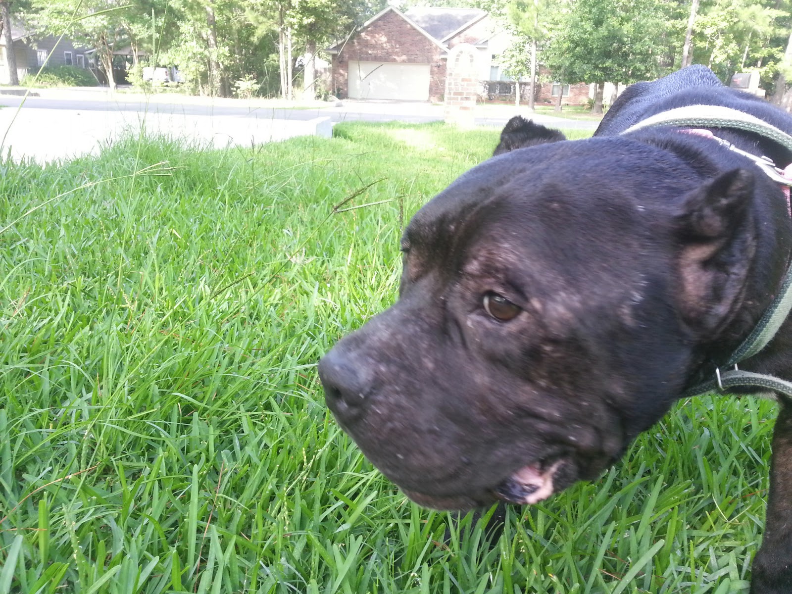 Abandoned Animal Rescue Lost / Found Blog June 2013