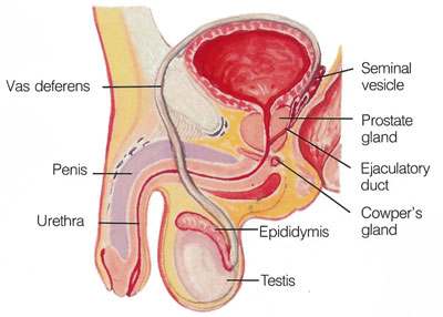 What is the sex hormone called