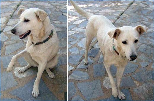puppy limping my dogs me limping lameness tips more puppy limping my dogs me limping lameness tips more