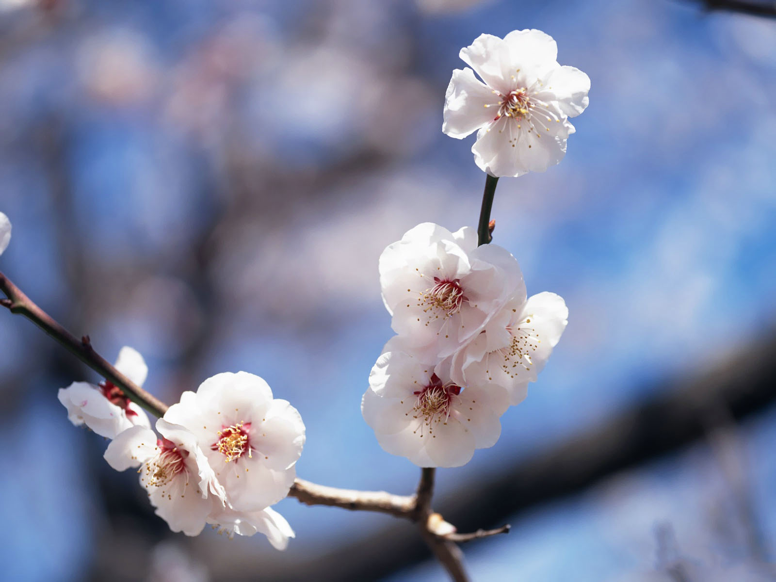 http://4.bp.blogspot.com/-LwFqaWUnZQQ/UQJQC8mSnqI/AAAAAAAAKNU/_sY3YCYawgw/s1600/hinh-nen-hd-dep-hoa-anh-dao-Japanese_nice_wallpapers-windows-8_xuan-2013-Vol_121_EZ178.jpg