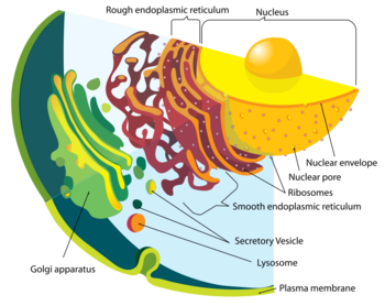 smooth endoplasmic reticulum synthesises smooth endoplasmic reticulum synthesises