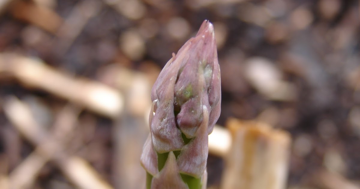 New Utah Gardener Can I Grow Asparagus In Utah?