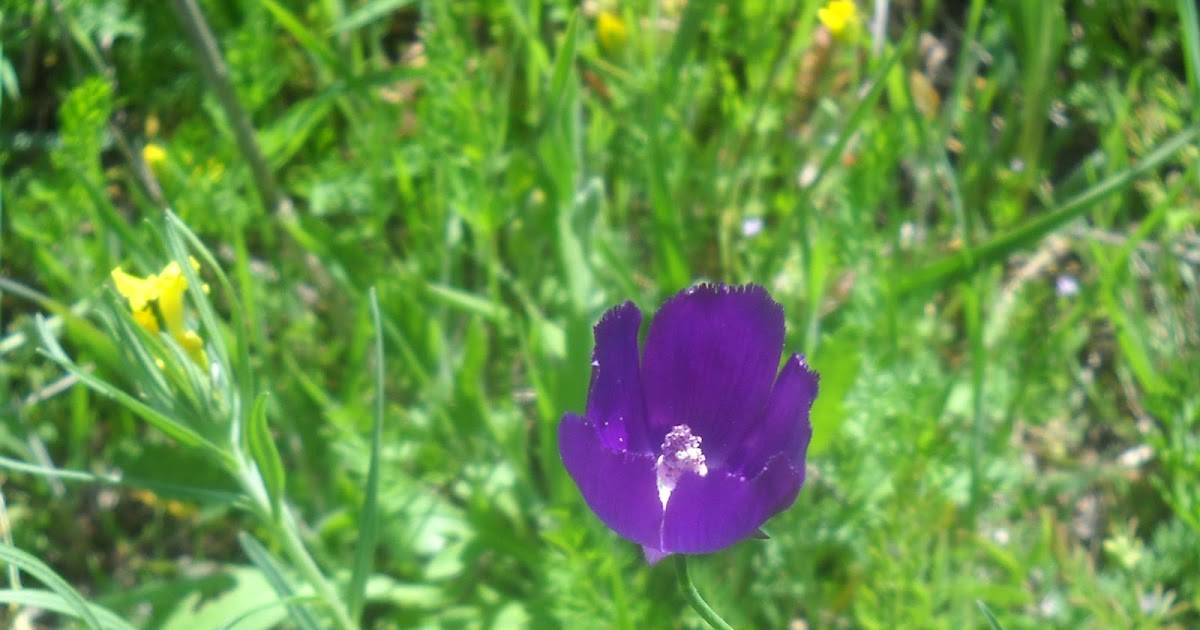 White Rock Lake, Dallas, Texas Magnificent Wildflowers Add Color to