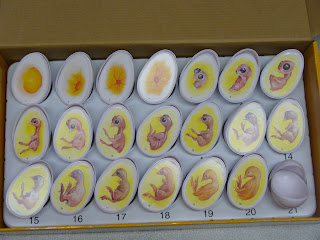  eggs living in our incubator we also checked three random chicken eggs