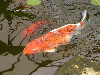 Koi fuzzydragons.com