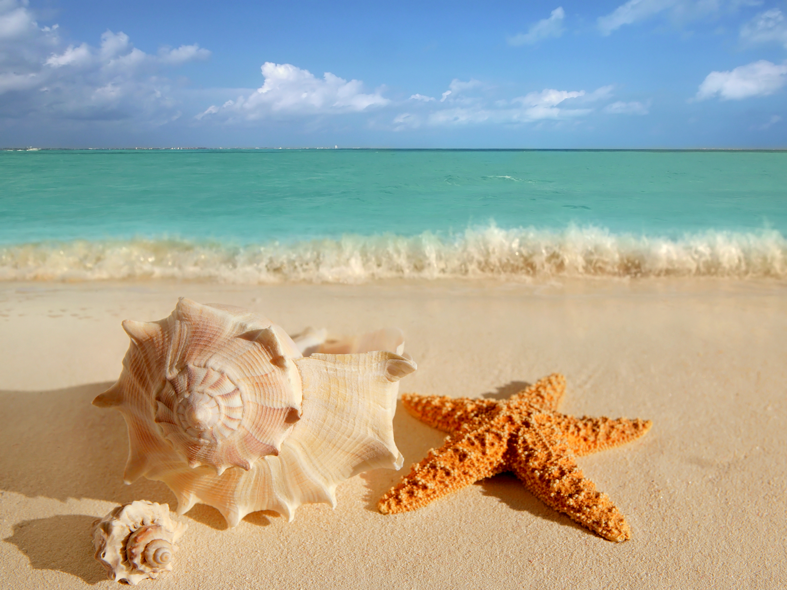Best Beach In San Diego For Seashells Best Beach In San Diego For Seashells