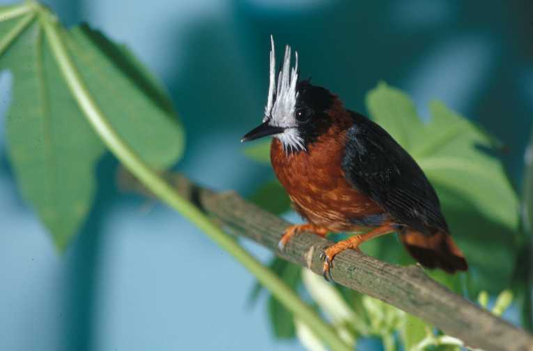 amazon rainforest birds pictures amazon rainforest birds pictures