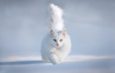 ANOTIMPURILE*IARNA-"iarna nu-i ca vara"! White+cat