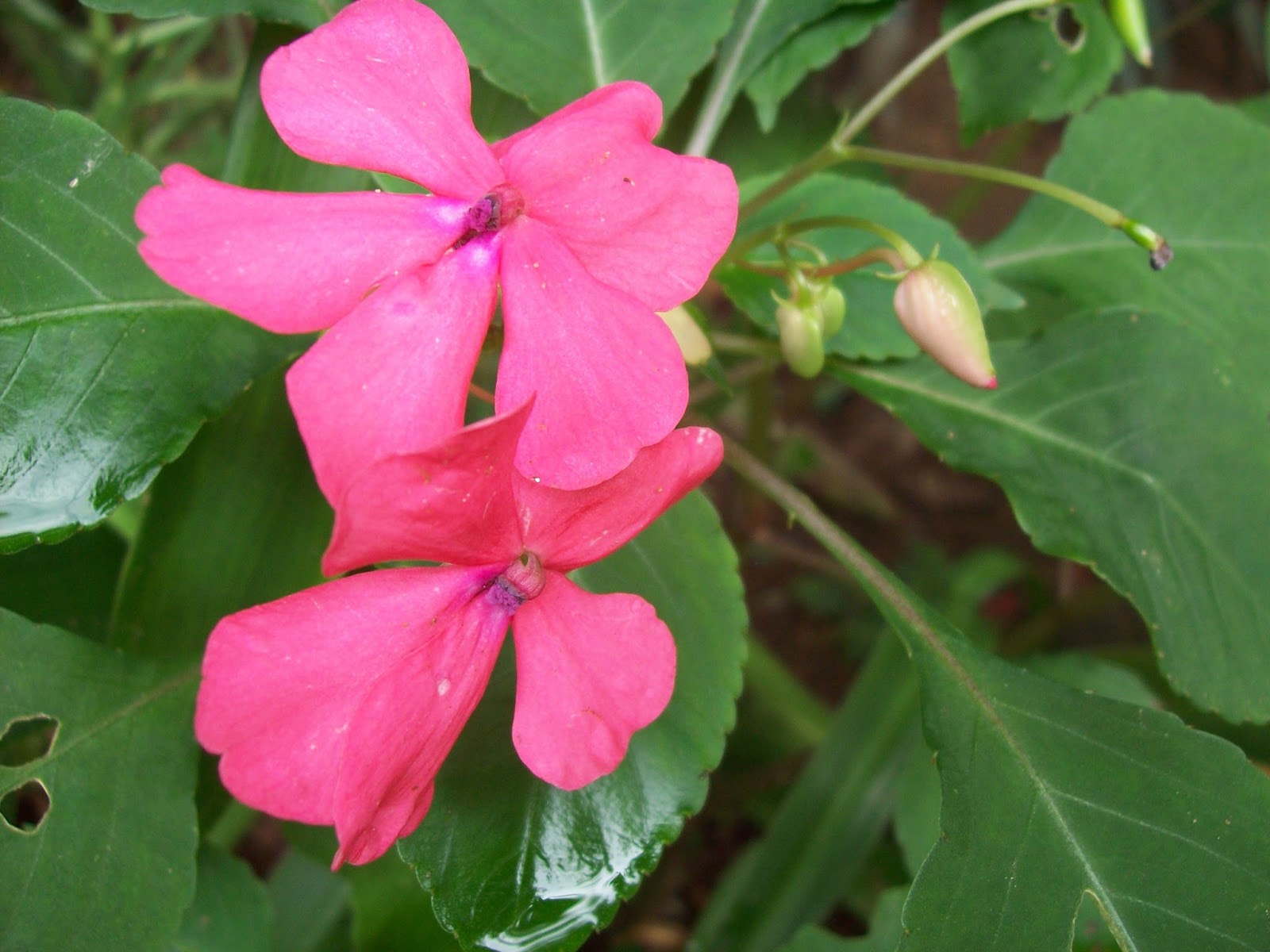 gardentropics Today's Flowers Scented Flowers and Plain Flowers