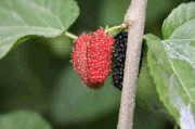 Tanaman Murbei Murbei, tanaman murbei, teh murbei, manfaat murbei, khasiat murbei, tanaman obat