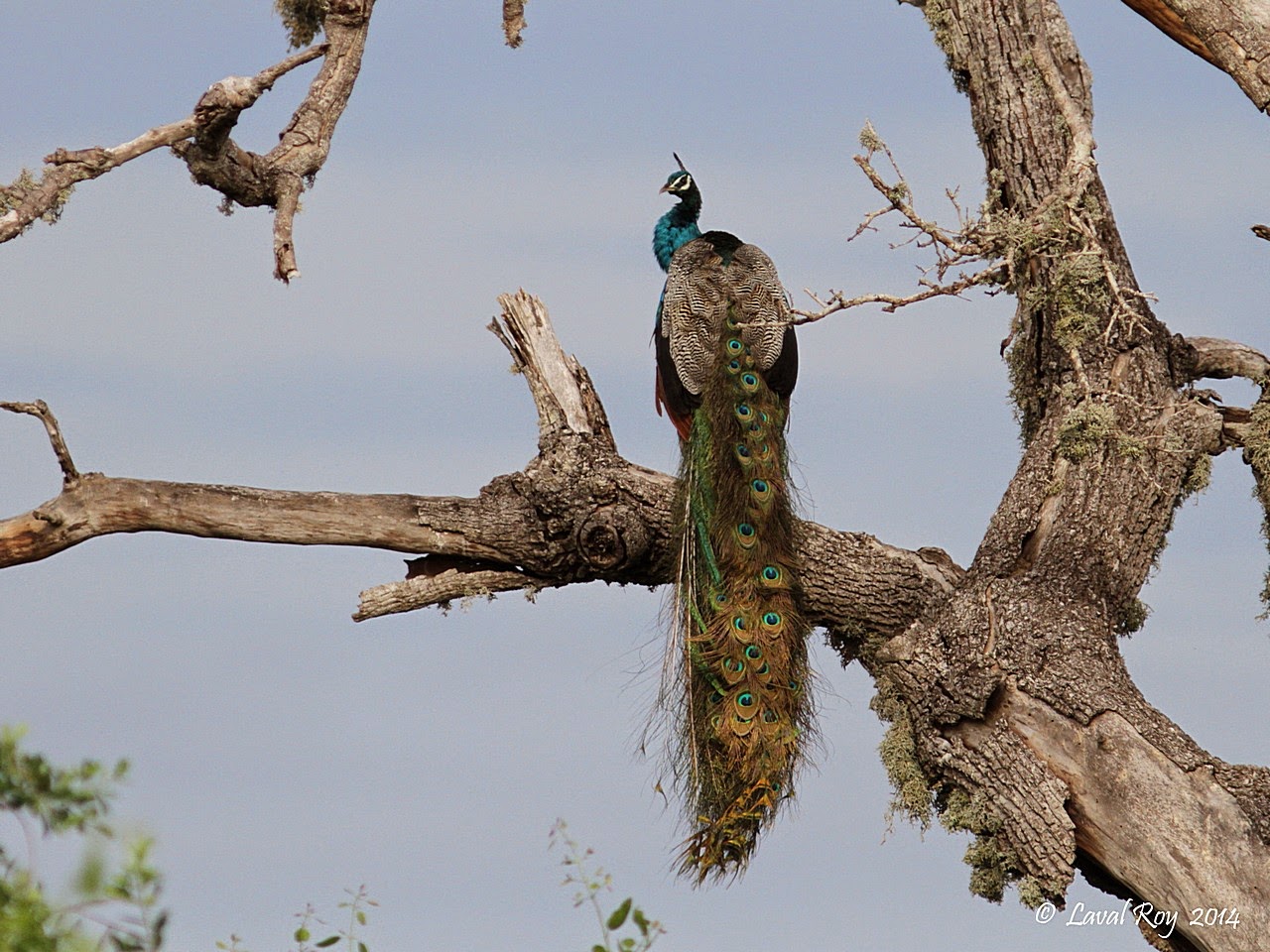 sitede rencontre jecontacte