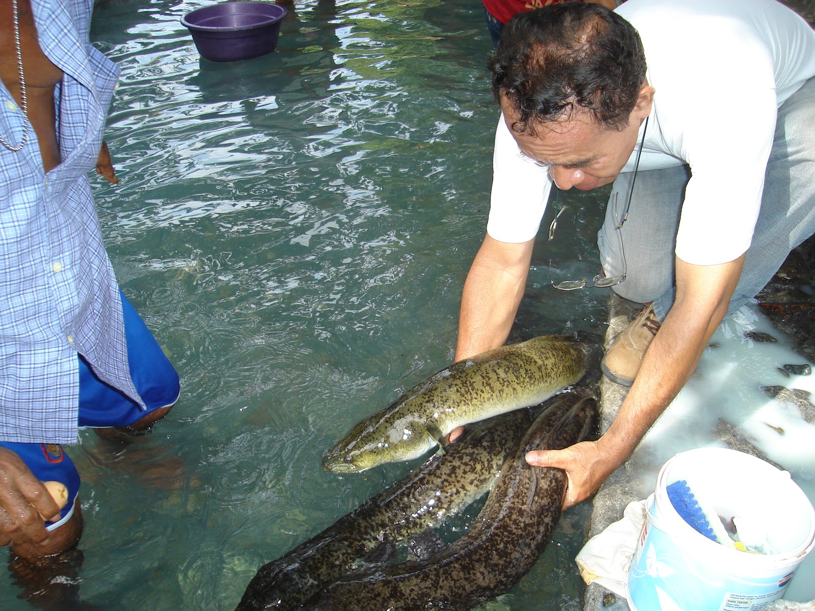 Maluku Tourism: Large Eels in the Outdoor Swimming Pool of Waiselaka