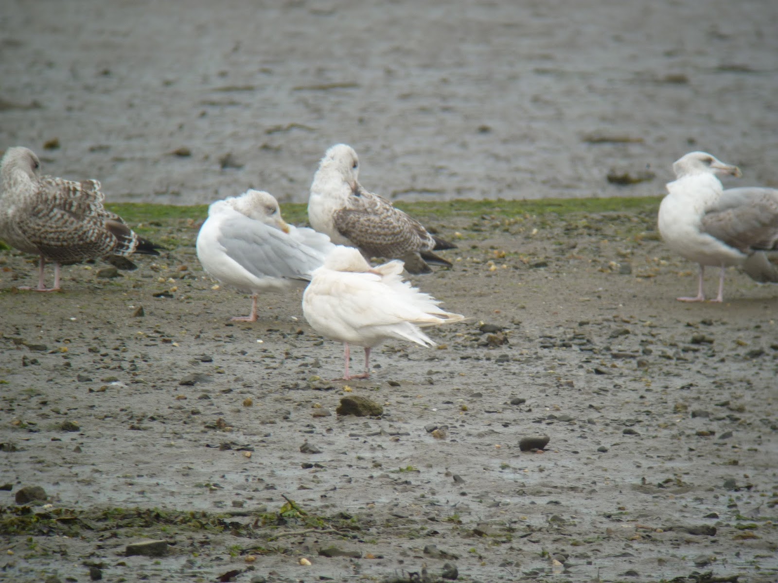 Pembrokeshire Birds White Gull at Newport