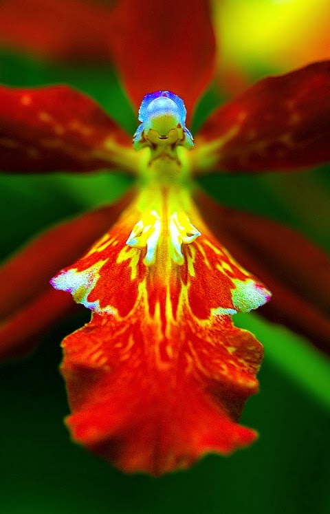 Ballerina beautiful orchid orange color and dazzling