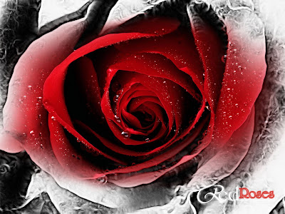 desktop wallpaper hd black. Desktop Wallpaper | Red Roses