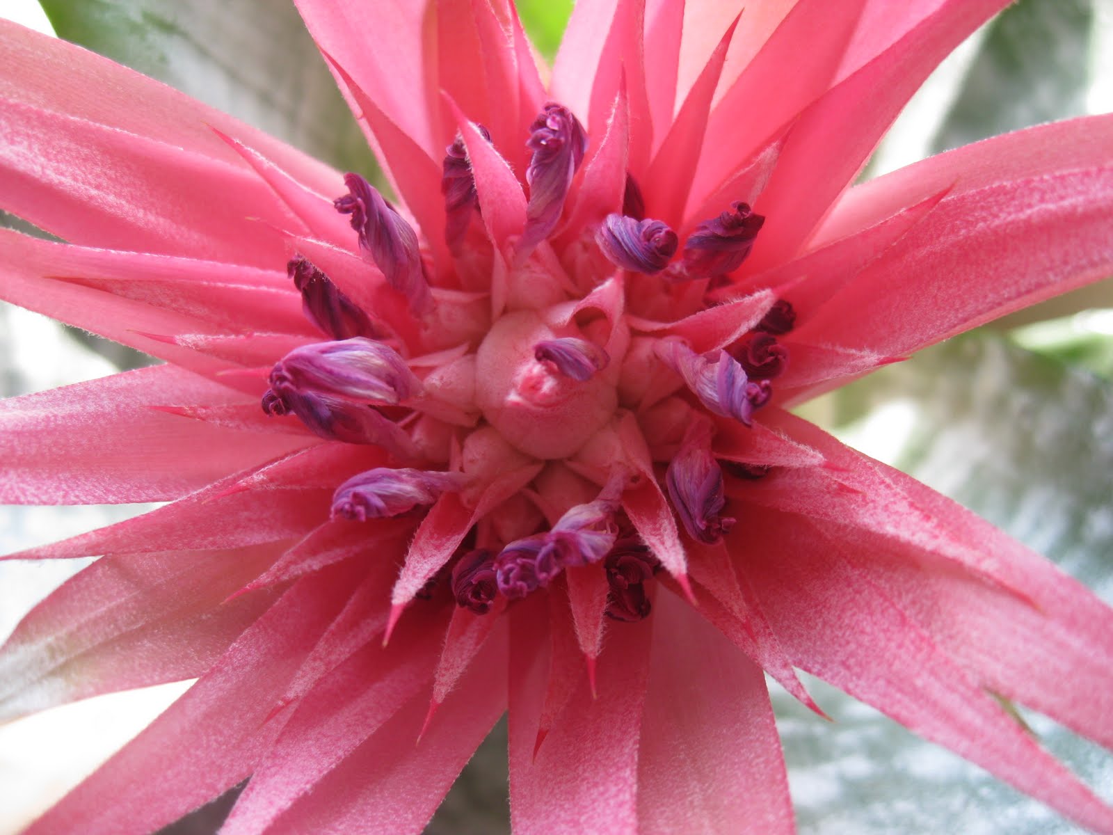 Natalie dessay news picture