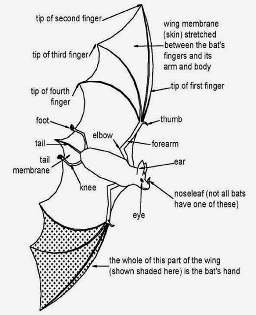 The Journal of Zoology Studies