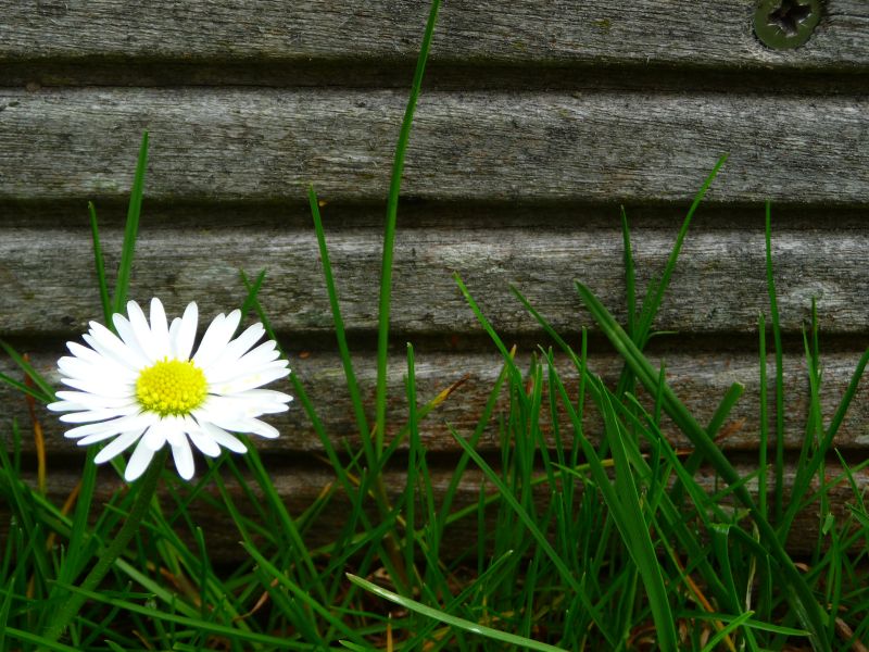 Meine grüne Wiese: 5 vor 12