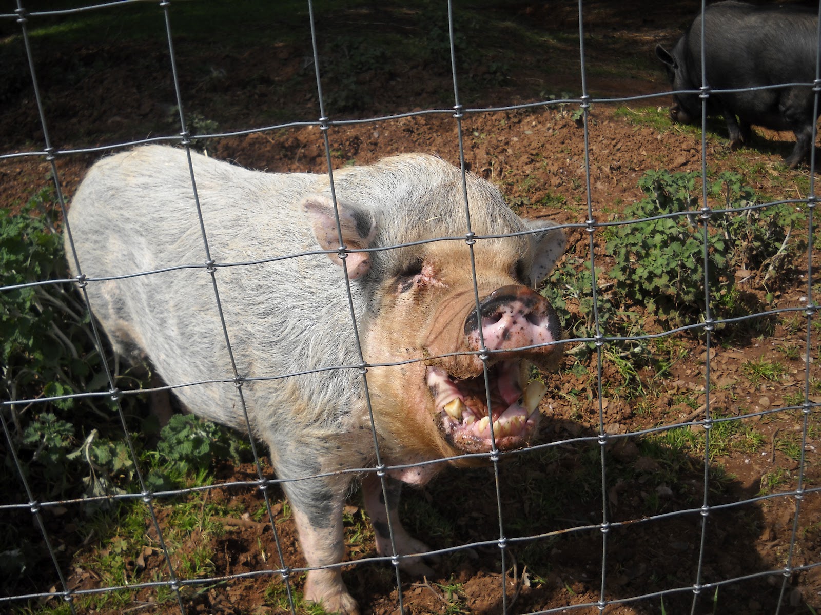 Giant Pigs