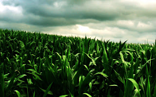 Green Corn Field Smallville Tv Show HD Wallpaper