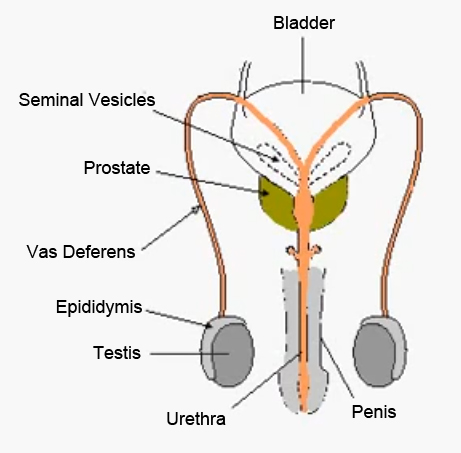 Female Vas Deferens