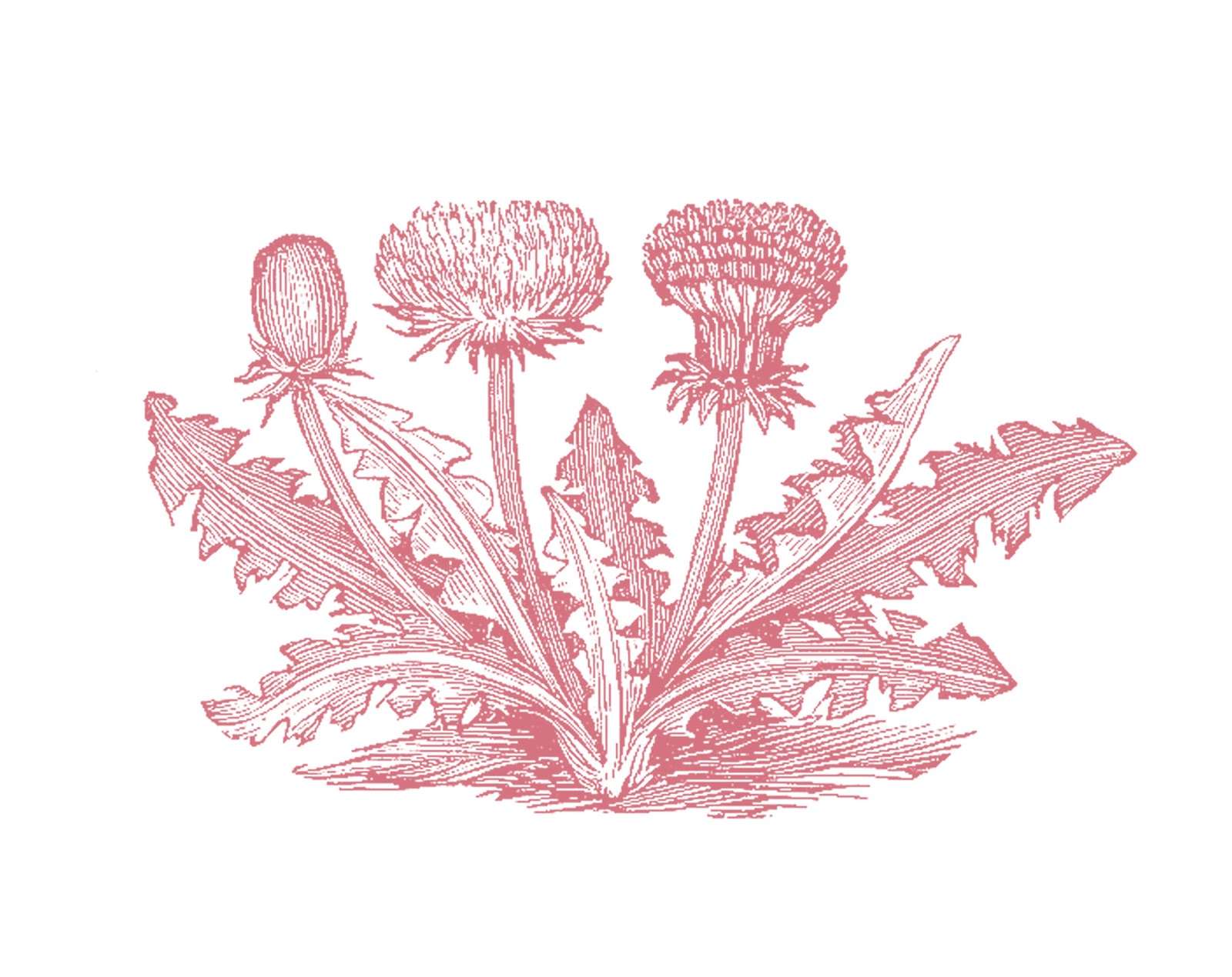 Antique Images: Free Vintage Botanical Graphic: Black and White