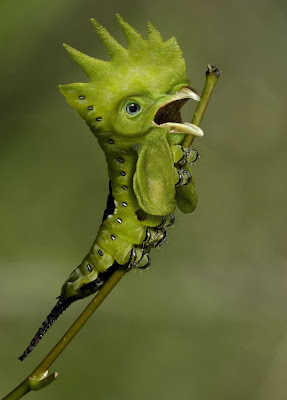 Animales increíbles V (13 Fotomontajes en Photoshop)