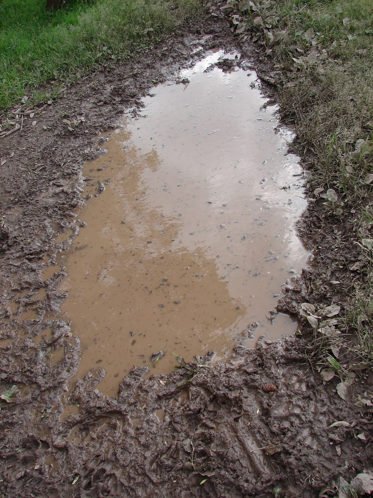 Tu fais quoi avec ta pipe ? Trente août tu sors ? (30/08) Muddy_Water_Puddle_by_FantasyStock