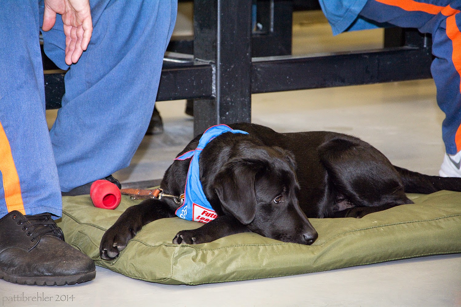 A low shot of a young black lab puppy lying on a green thick mat. To the left are the lower legs of the puppy's raiser, he is wearing blue prison pants and black shoes, his right hand is just visible between his knees. The puppy is wearing the blue Future Leader Dog bandana and there is a red Kong on the mat by his right shoulder. The puppy's head is resting on the mat.