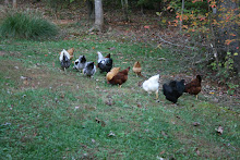 Chicken flock, really free-range!