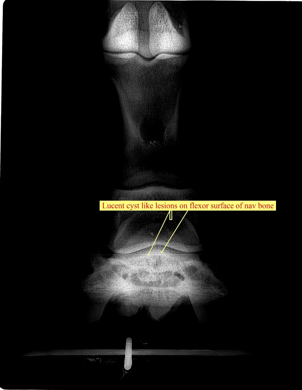 Innovative Equine Podiatry New navicular case study