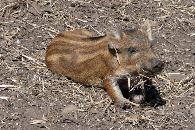 Cutest-Wild-Baby-Animals-CUTE+ANIMALS+PHOTOS+BABY+ANIMALS+BEAUTIFUL+ANIMALS+BEAUTIFUL+CATS+BEAUTIFUL+DOGS+ENJOY+FREEDOM+NATURE+suresh+koyal+picsvan.bl+(22).jpg