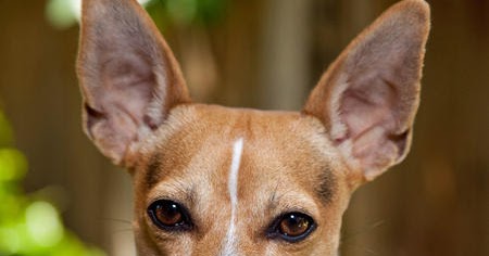 rat terrier training dog
