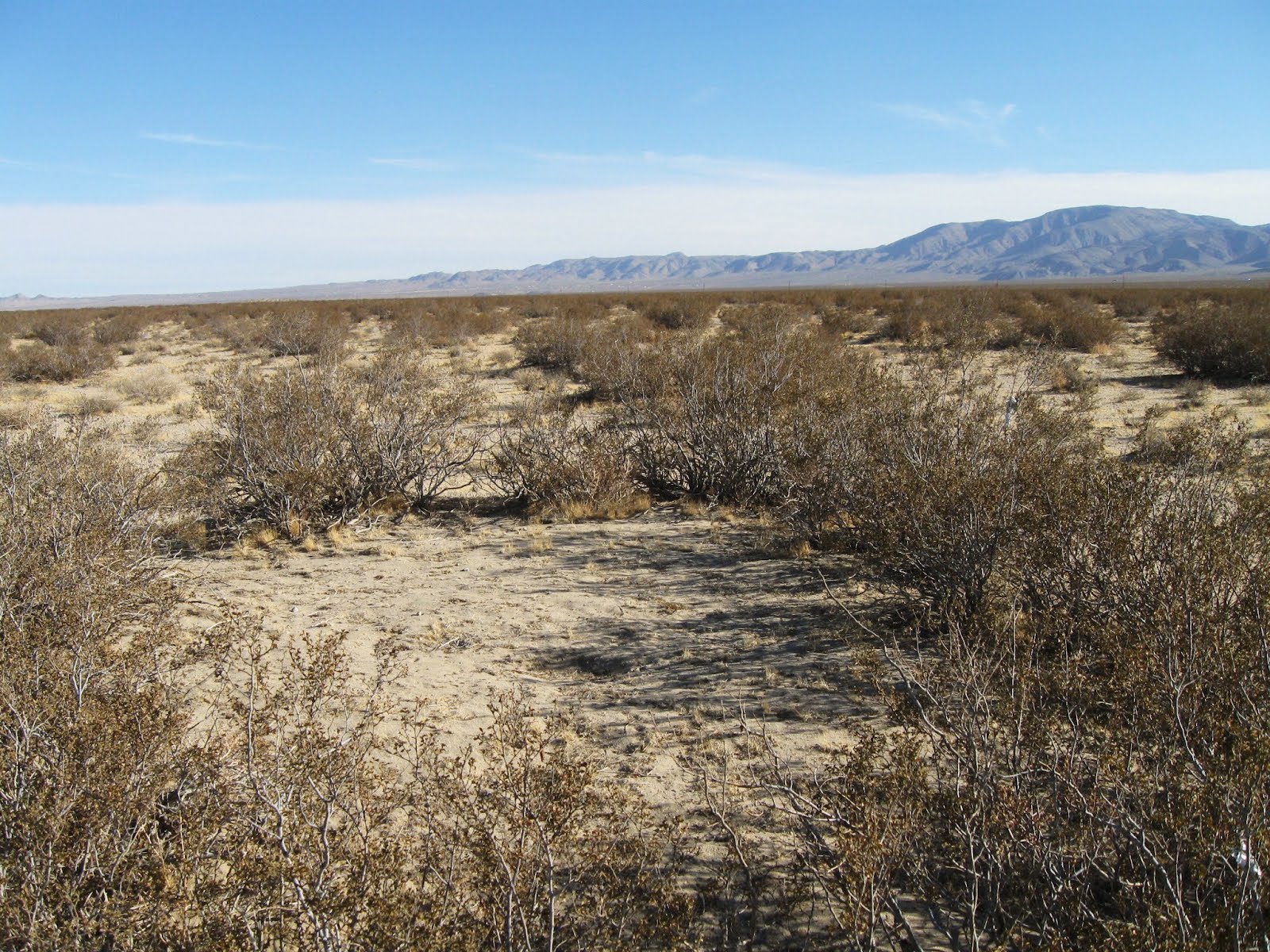 Desert Packrat Short Bushwhack