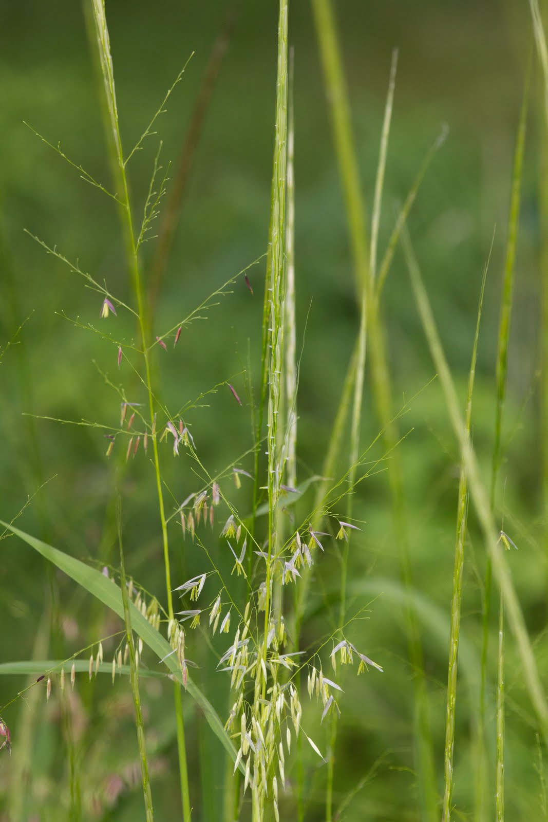 North Bank Musings Wild Rice and Jewels
