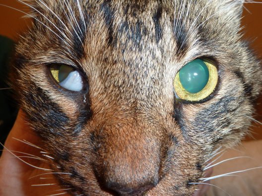 Causes Of Horner S Syndrome In Cats Causes Of Horner S Syndrome In Cats