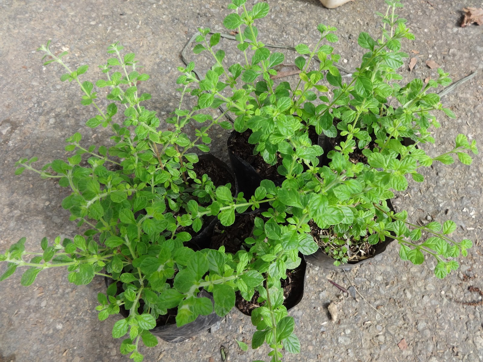 Herbs from Distant Lands Lippia micromera Jamaican Oregano, False Thyme
