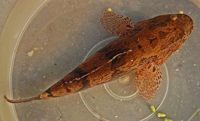 Contoh Ikan Endemik Indonesia