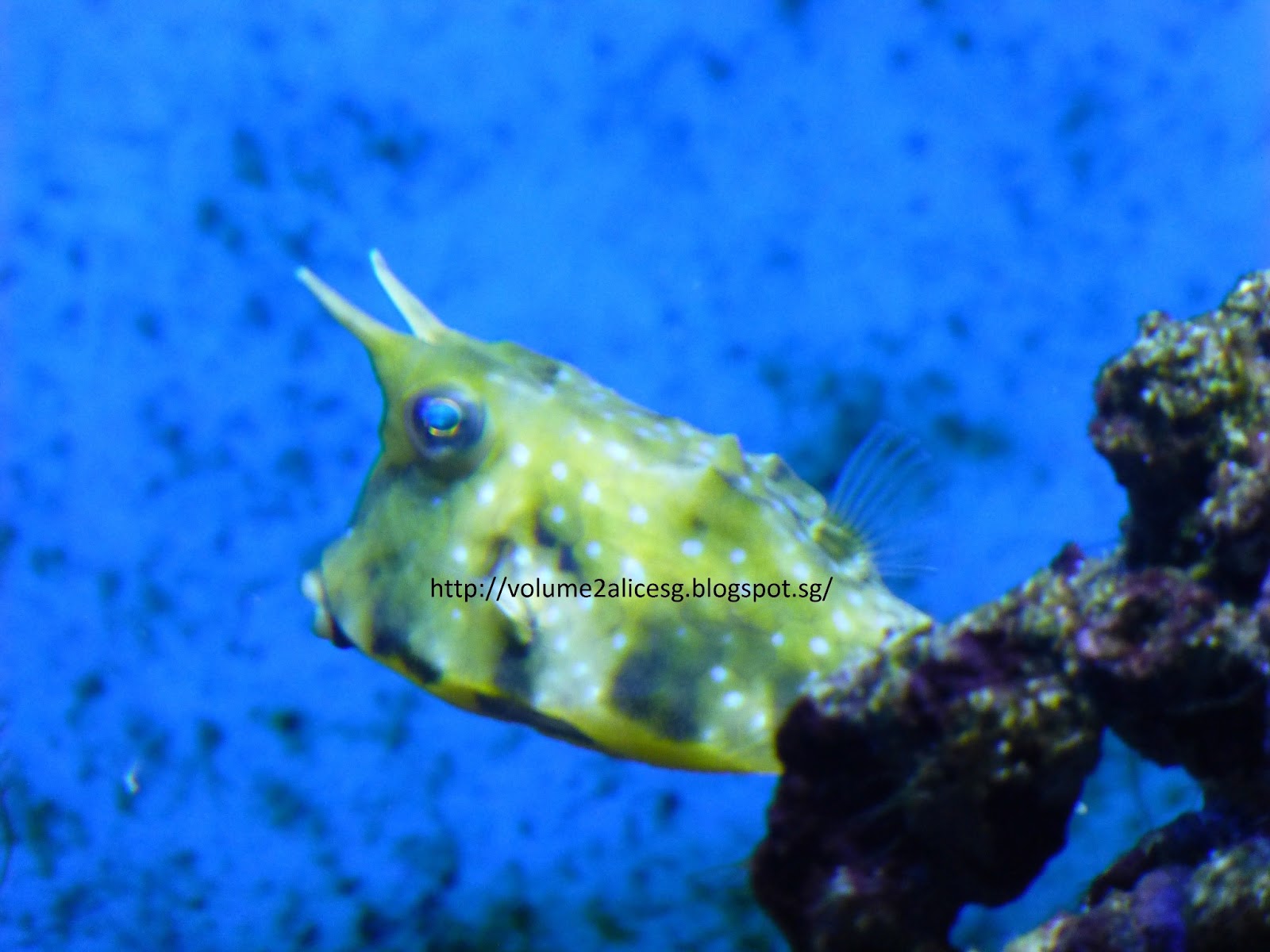 AlicesgSingaporemyhome SEA Aquarium Resort World Sentosa Singapore