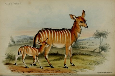 Tall Tales from the Trees FRENCH ANGAS (18221886) AND THE NYALA