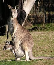 Canguro