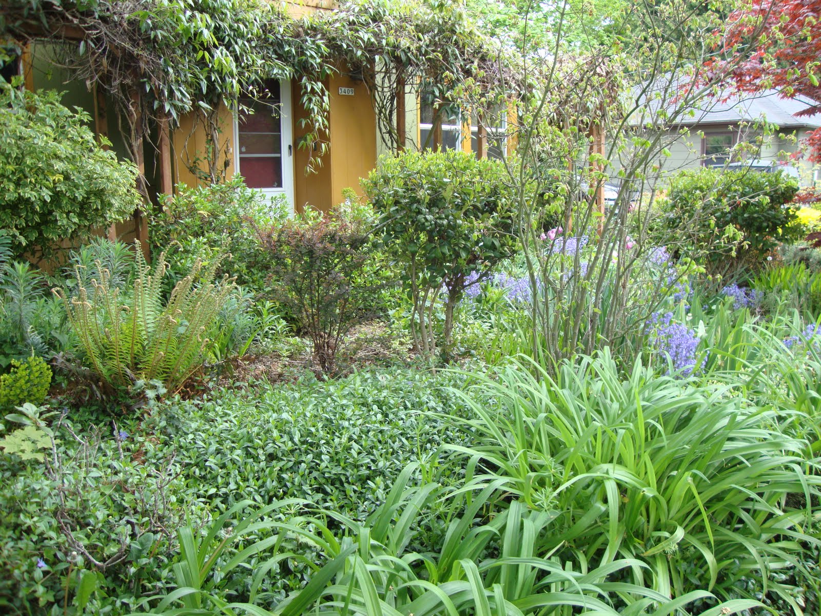 danger garden Planted with wild abandon!